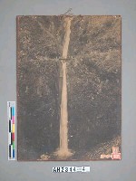 新高登山道路照片藏品圖，第3張
